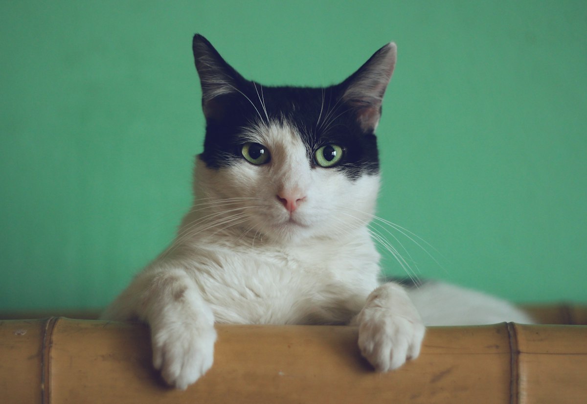 趴在木架上的小猫咪